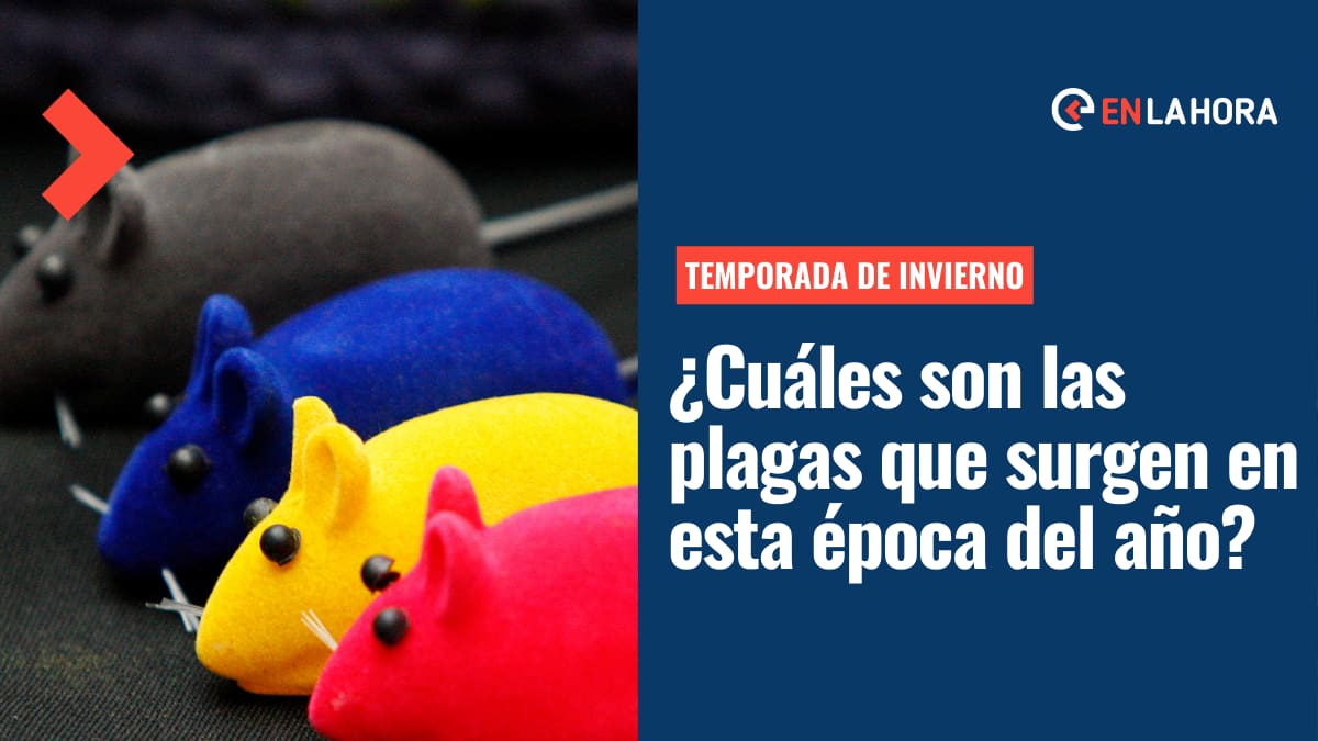Insectos en Invierno: ¿Cuáles son las plagas que existen durante esta estación del año?