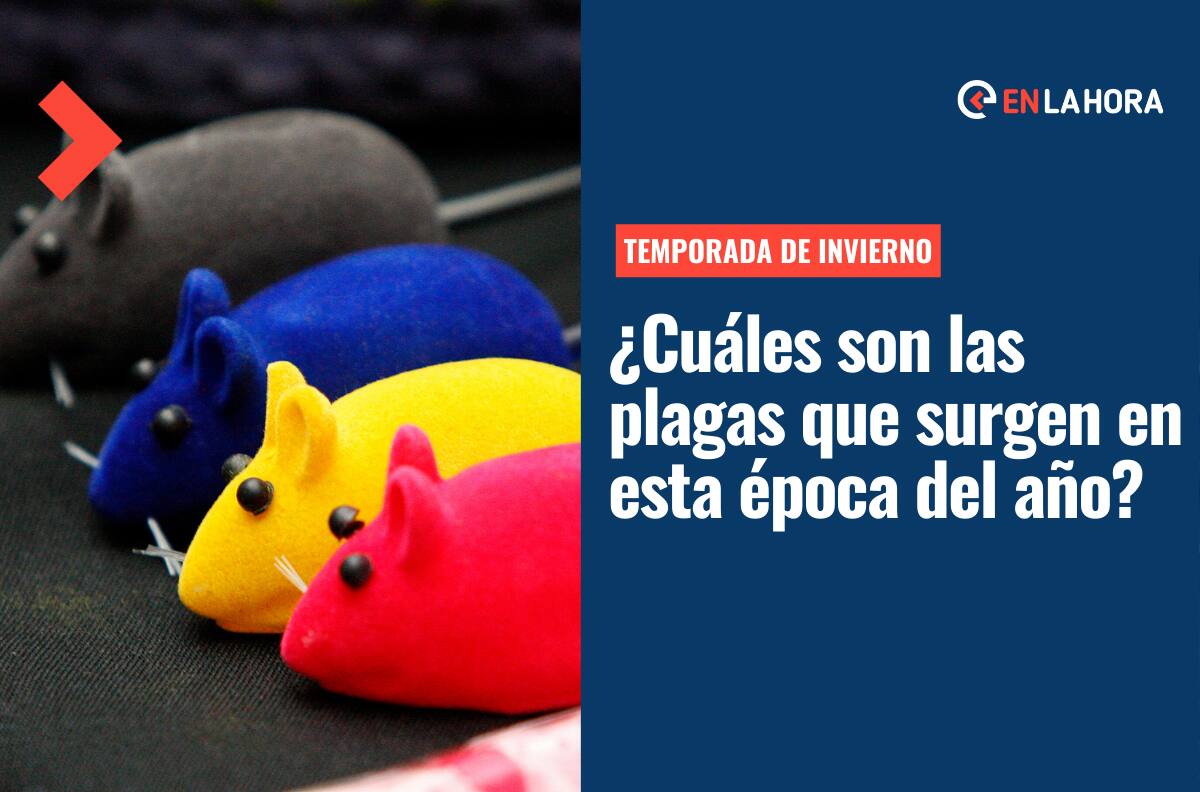 Insectos en Invierno: ¿Cuáles son las plagas que existen durante esta estación del año?