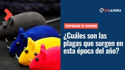 Insectos en Invierno: ¿Cuáles son las plagas que existen durante esta estación del año?