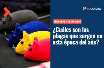 Insectos en Invierno: ¿Cuáles son las plagas que existen durante esta estación del año?