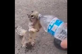 Ardilla se hace viral por pedirle agua a personas en un parque