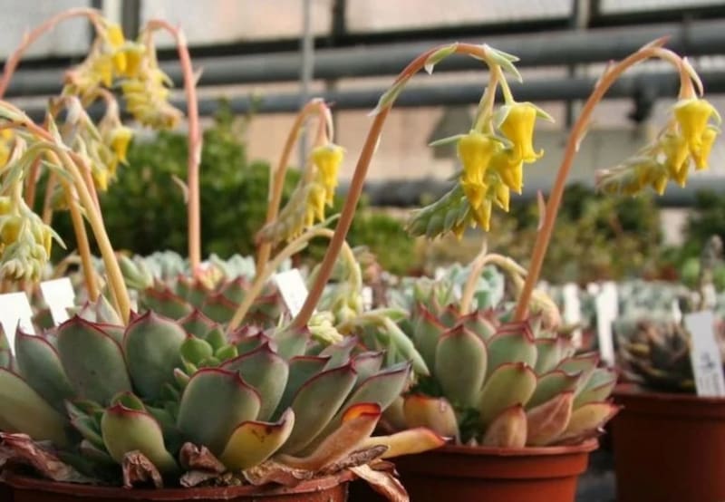 Las flores amarillas, según el Feng Shui, son ideales para llamar a la prosperidad | Foto: Ig
