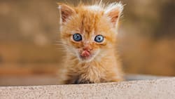 Día Internacional del Gato: Estas son las mejores frases para los mishis