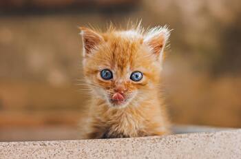 Día Internacional del Gato: Estas son las mejores frases para los mishis