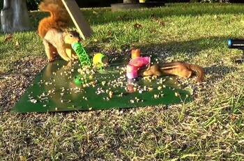 VIDEO | La tercera es la vencida: Ardillas aplica gran estrategia para quedarse con la comida