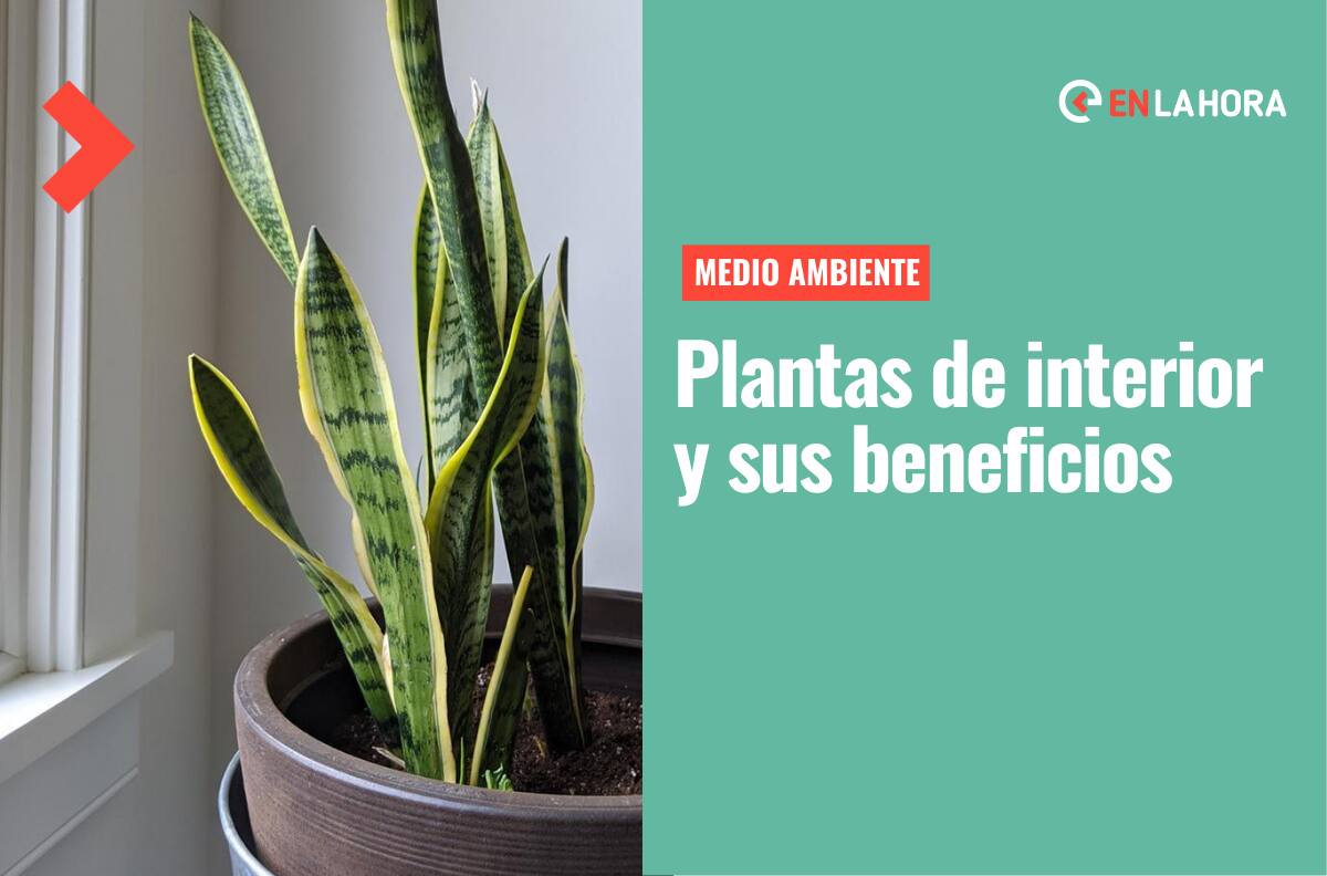 Día Mundial del Medio Ambiente: Conoce el listado de plantas que puedes tener dentro de tu hogar y que beneficiarán tu salud