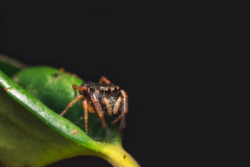 Solo necesitas un producto para que las arañas no entren a tu hogar.