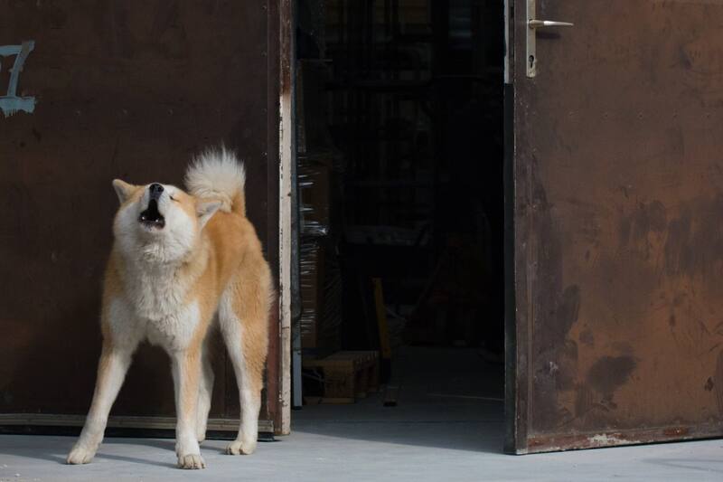 Descubre por qué tu mascota hace esto.