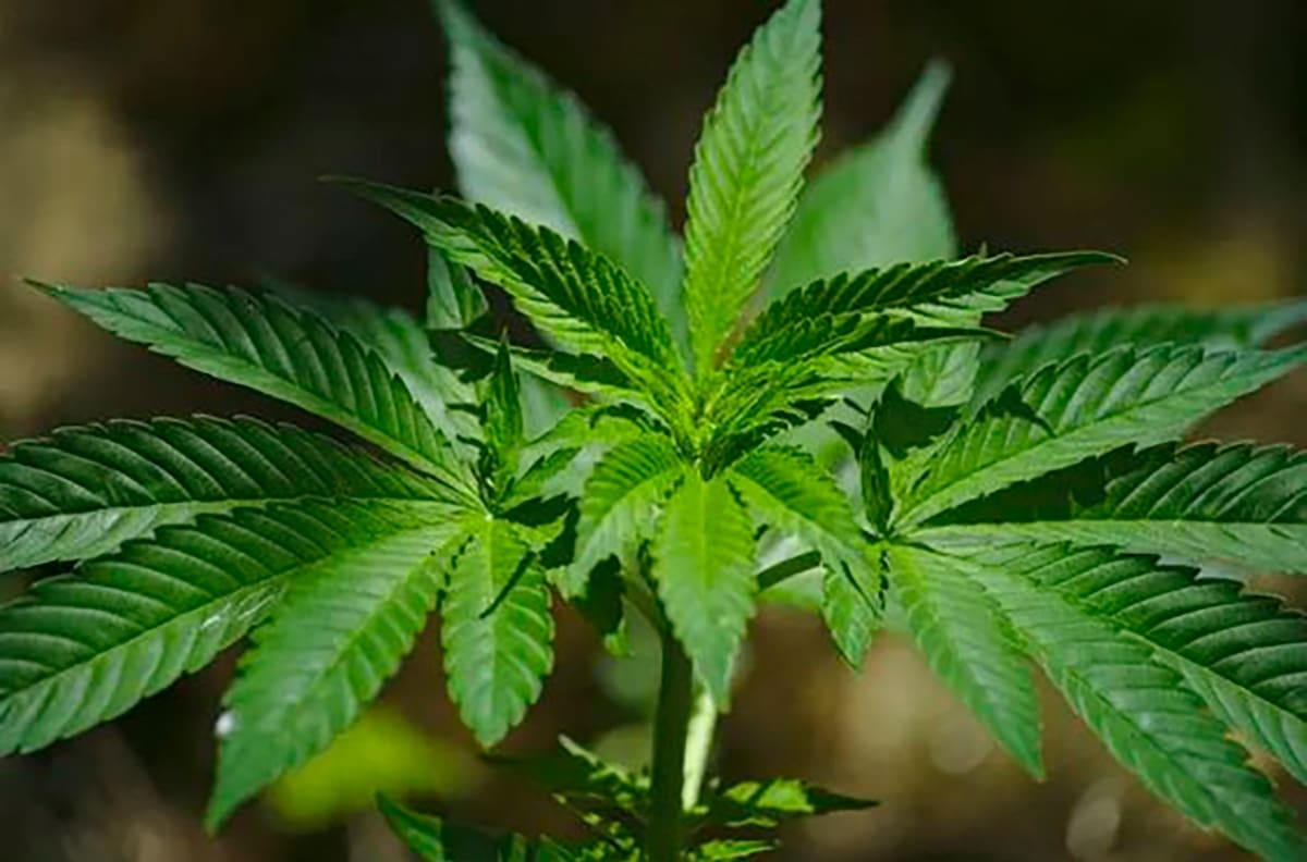 Senado vota modificación a Ley Antinarcóticos para permitir el autocultivo de marihuana