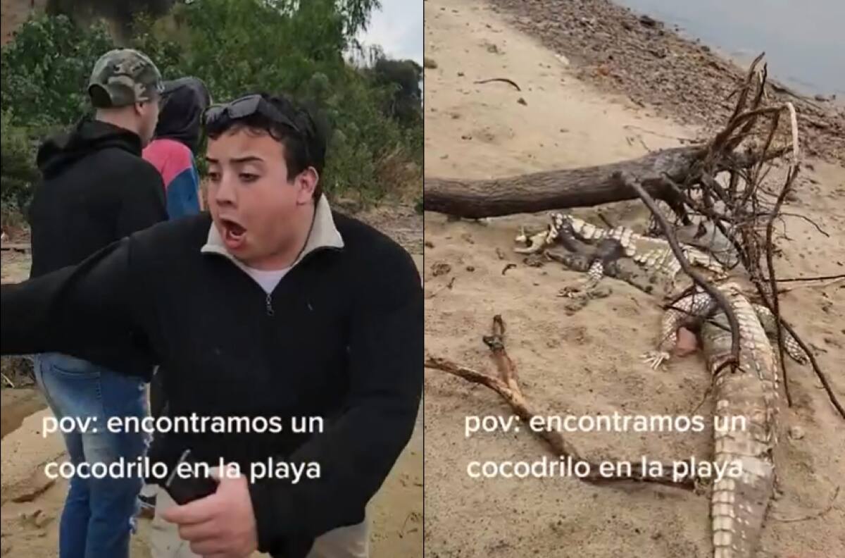 VIDEO | Grupo de amigos encuentra un cocodrilo muerto y uno de ellos huye pensando que estaba vivo