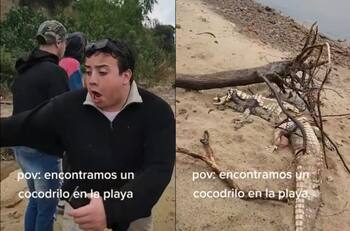 VIDEO | Grupo de amigos encuentra un cocodrilo muerto y uno de ellos huye pensando que estaba vivo