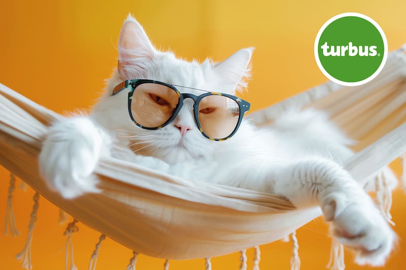 La mascota no debe pesar más de 10 kilos.