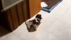 VIDEO | ¿Dime si no es tierno? perrito se hace viral por arrastrar su manta
