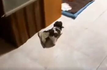 VIDEO | ¿Dime si no es tierno? perrito se hace viral por arrastrar su manta
