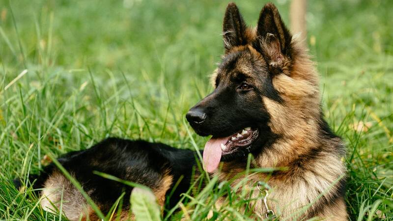 En el clip se ve al animalito pidiendo ayuda para su amigo que estaba en peligro.
