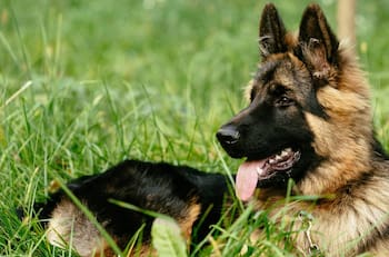 VIDEO | Perrito pide ayuda para sacar a su amigo de una coladera y se hace viral