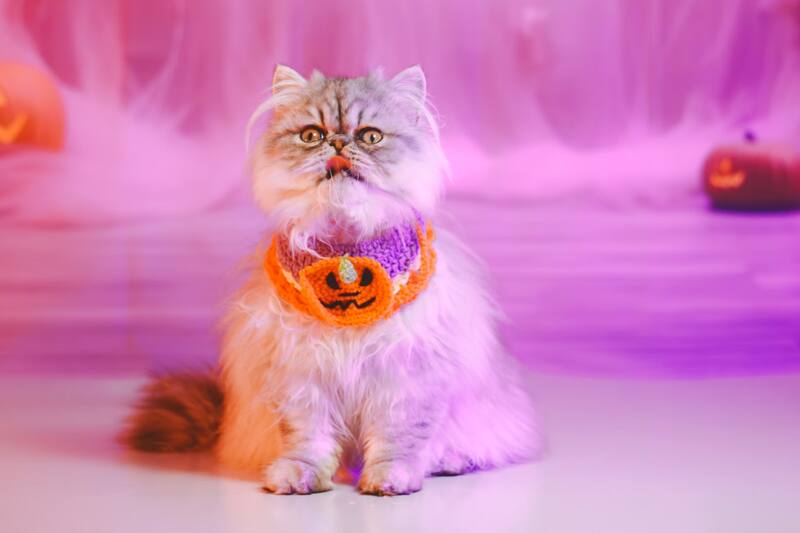 ¿Cómo cuidar a nuestros peludos en Halloween?