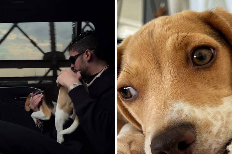 La perrita de Bad Bunny fue la protagonista del video 'Ojitos lindos'.