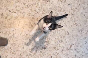 VIDEO | Se enojó: Gata siente que su dueña huele a otro felino y le hace un escándalo