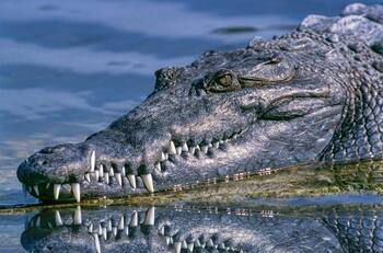 VIDEO | ¡Un segundo más y no la cuenta! Perrito se salva por los pelos de ser comido por cocodrilo