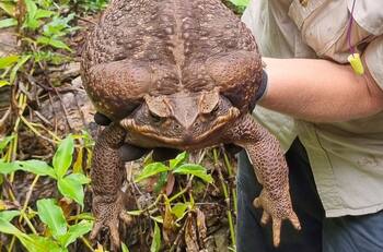 VIDEO | “Toadzilla” encuentran sapo gigante en Australia y podría ser el más grande del planeta