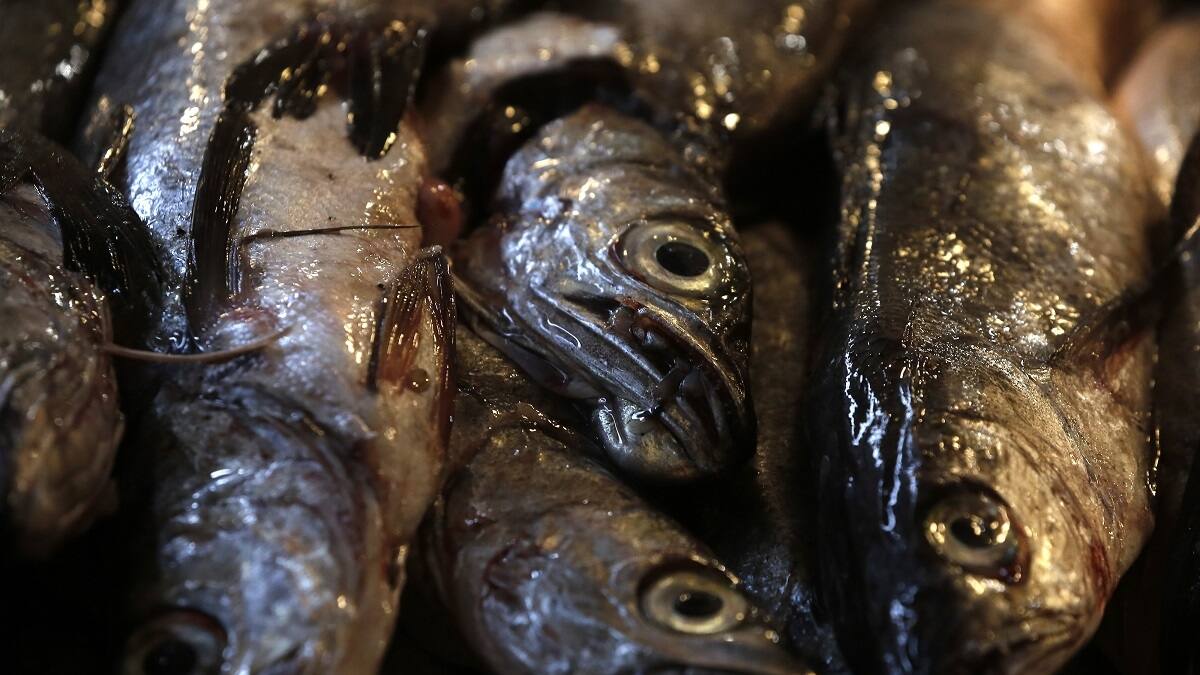 Banda de "Los Gatos" robaron pescado no apto para el consumo en Talcahuano