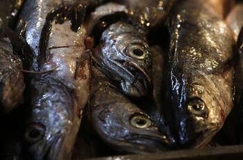 Banda de "Los Gatos" robaron pescado no apto para el consumo en Talcahuano