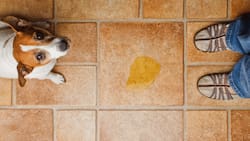 Mezcla casera para eliminar el olor a orina de perros o gatos: sirve para utilizar dentro del hogar o en el patio