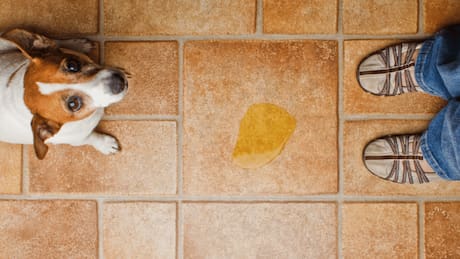 Mezcla casera para eliminar el olor a orina de perros o gatos: sirve para utilizar dentro del hogar o en el patio