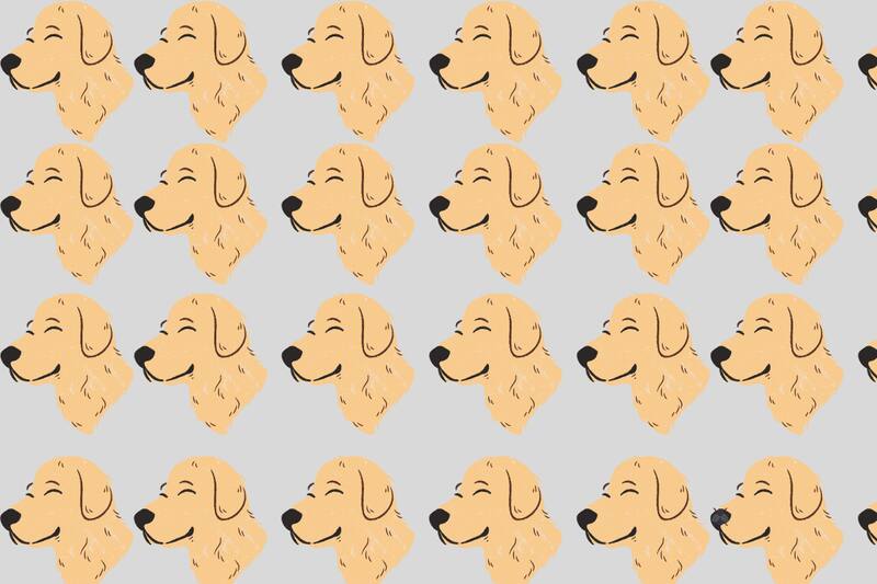 ¿Eres capaz de ver la mosca oculta entre los perritos?