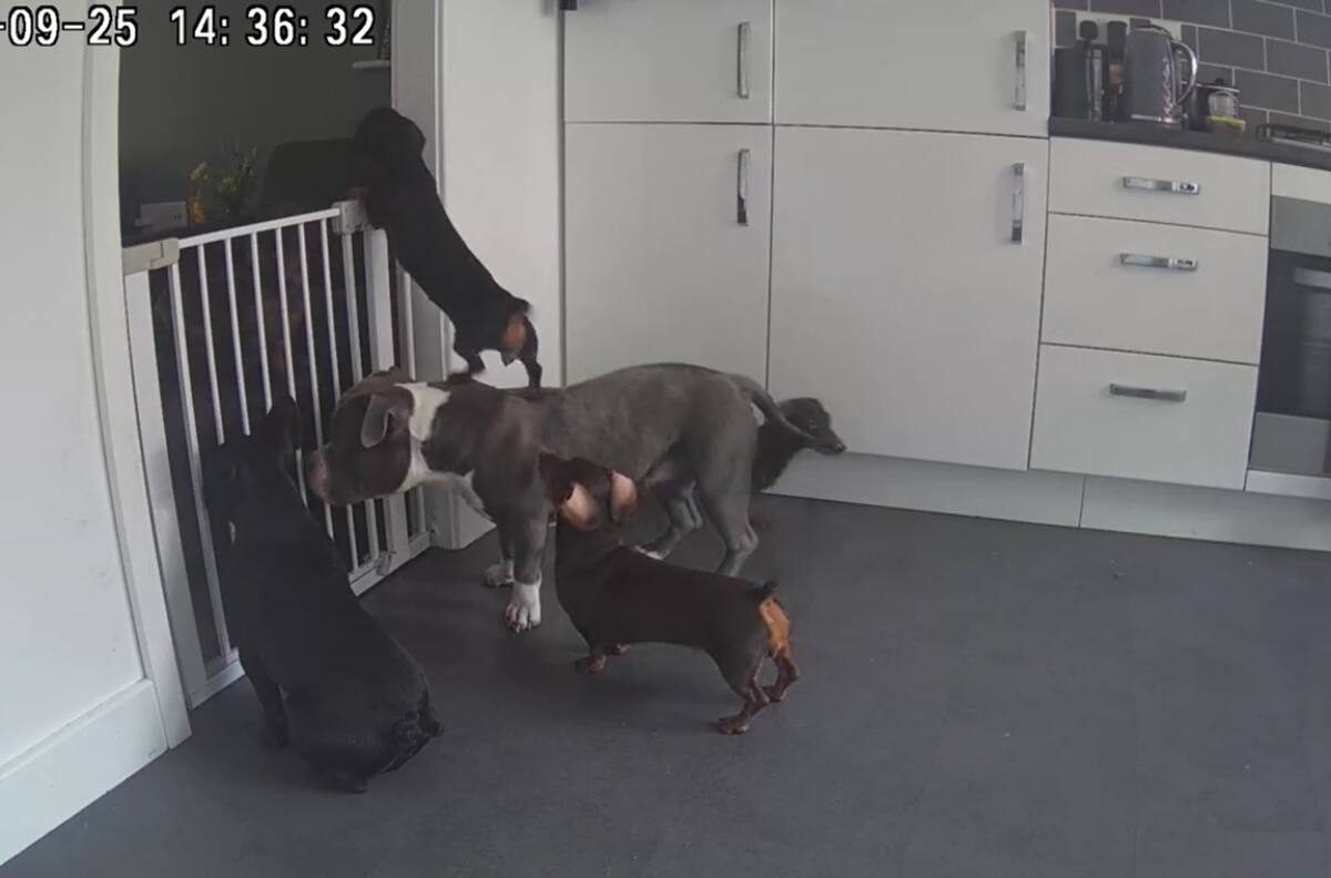 VIDEO | Eso es trabajo en equipo: Pequeño perro salchicha usa a su hermano más grande para saltar una reja