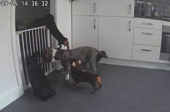 VIDEO | Eso es trabajo en equipo: Pequeño perro salchicha usa a su hermano más grande para saltar una reja