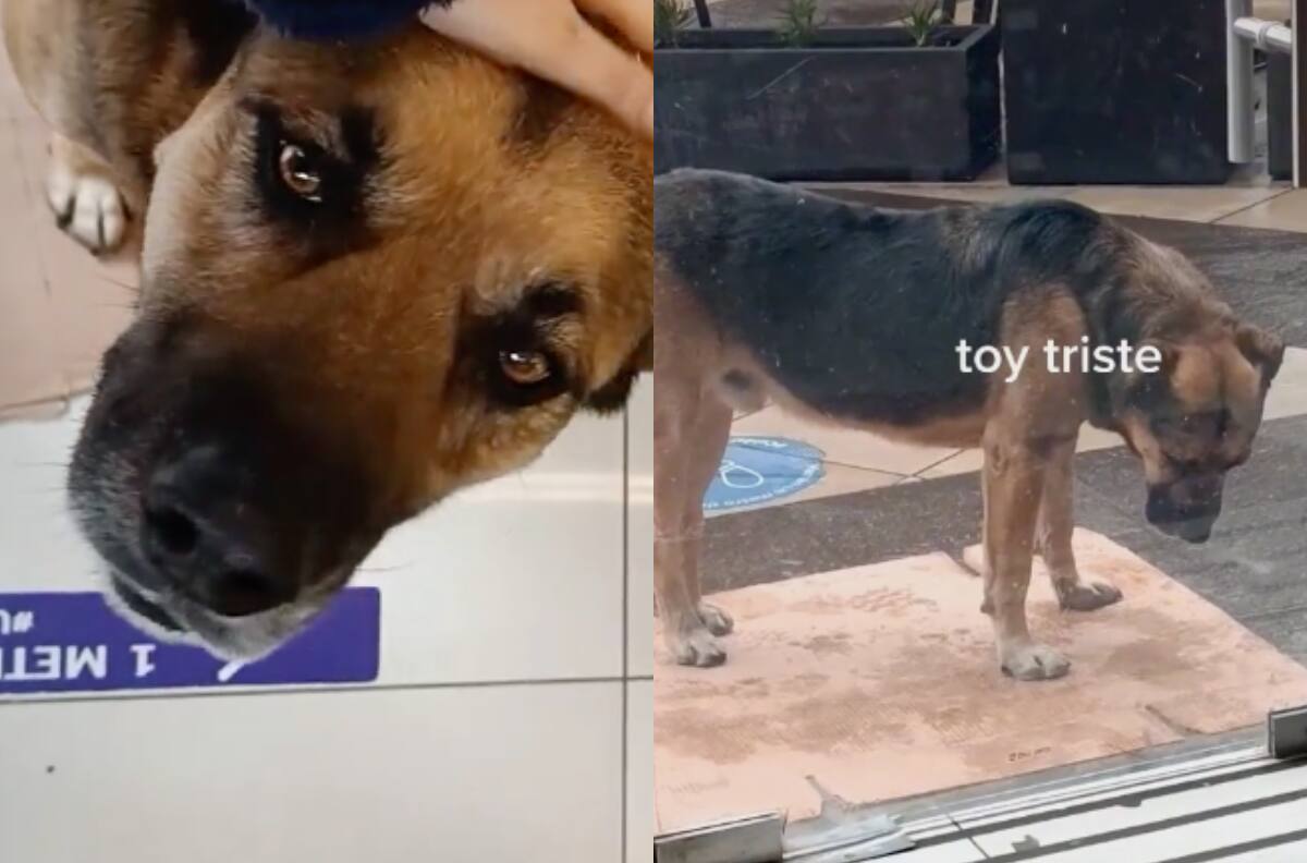 VIDEO | ¿Cómo decirle que no?: Perrito "Botella" del Mall de Maipú logró refugiarse de la lluvia gracias a su tierna mirada