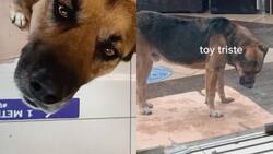 VIDEO | ¿Cómo decirle que no?: Perrito "Botella" del Mall de Maipú logró refugiarse de la lluvia gracias a su tierna mirada