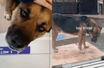 VIDEO | ¿Cómo decirle que no?: Perrito "Botella" del Mall de Maipú logró refugiarse de la lluvia gracias a su tierna mirada