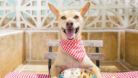 Estos son los horarios en los que debería comer tu perro para estar saludable