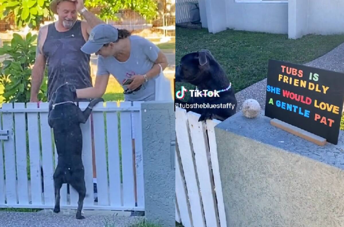 VIDEO | ¡Es encantadora!: Popular perrita de TikTok es coronada como la "más cariñosa" del 2022