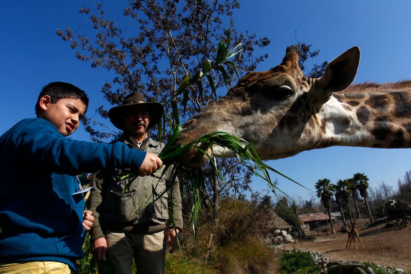 Al interior del bioparque residen más de 200 especies de distintos lugares del mundo, los que podrás conocer e incluso interactuar con algunos de ellos durante tu visita. Créditos: Marcelo Hernández/Aton Chile.