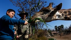 Afiliados a esta caja de compensación pueden visitar el Buin Zoo con un precio especial de $8.300: solicítalo así