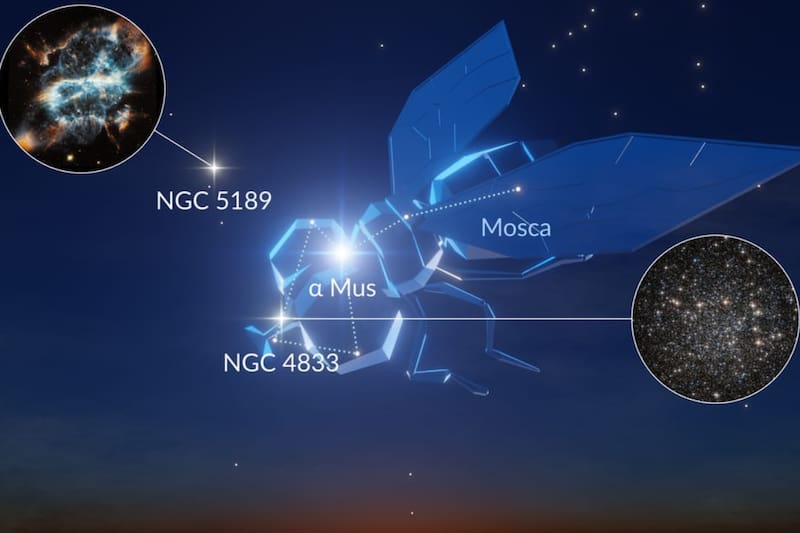 Su estrella más brillante es Alfa Muscae.