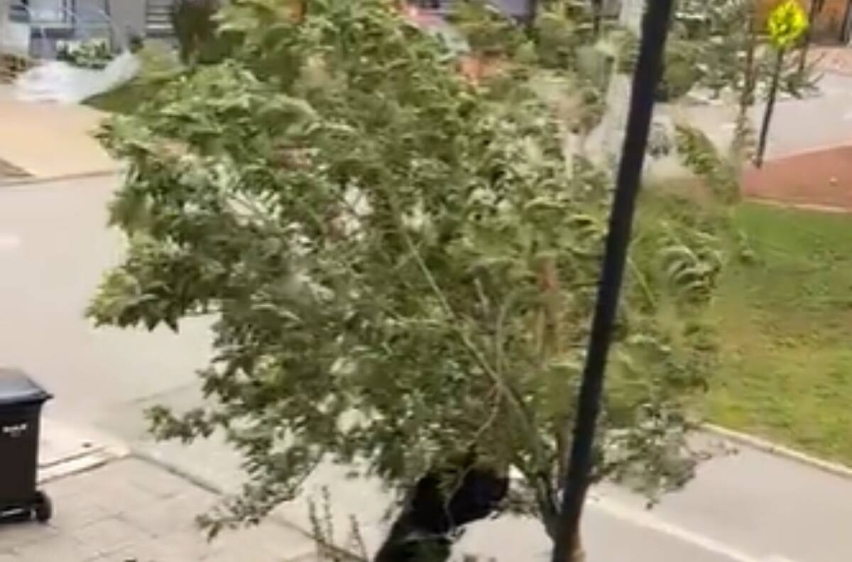VIDEO | Hombre sostiene árbol para evitar que se quebrara por el fuerte viento y se vuelve viral