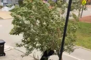 VIDEO | Hombre sostiene árbol para evitar que se quebrara por el fuerte viento y se vuelve viral
