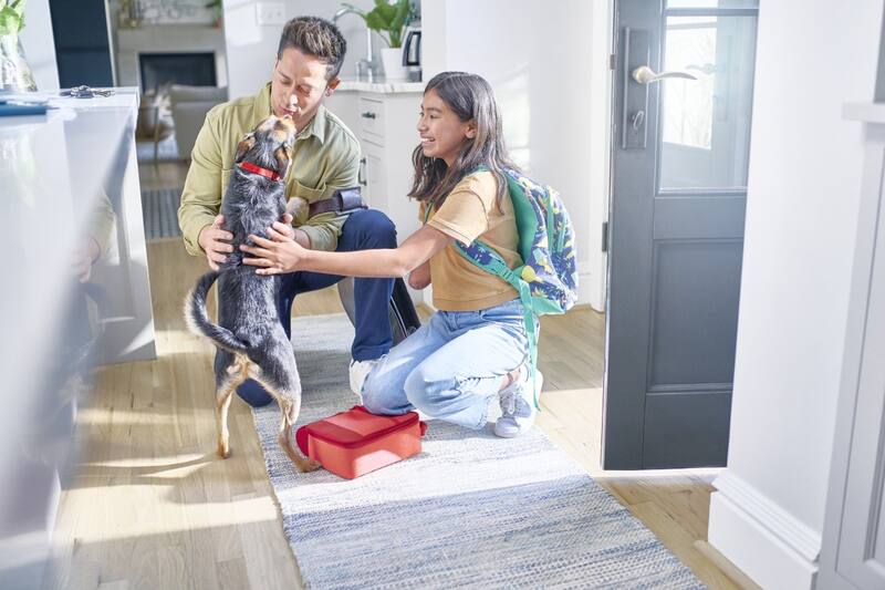 Consejos para viajar con tus mascotas.