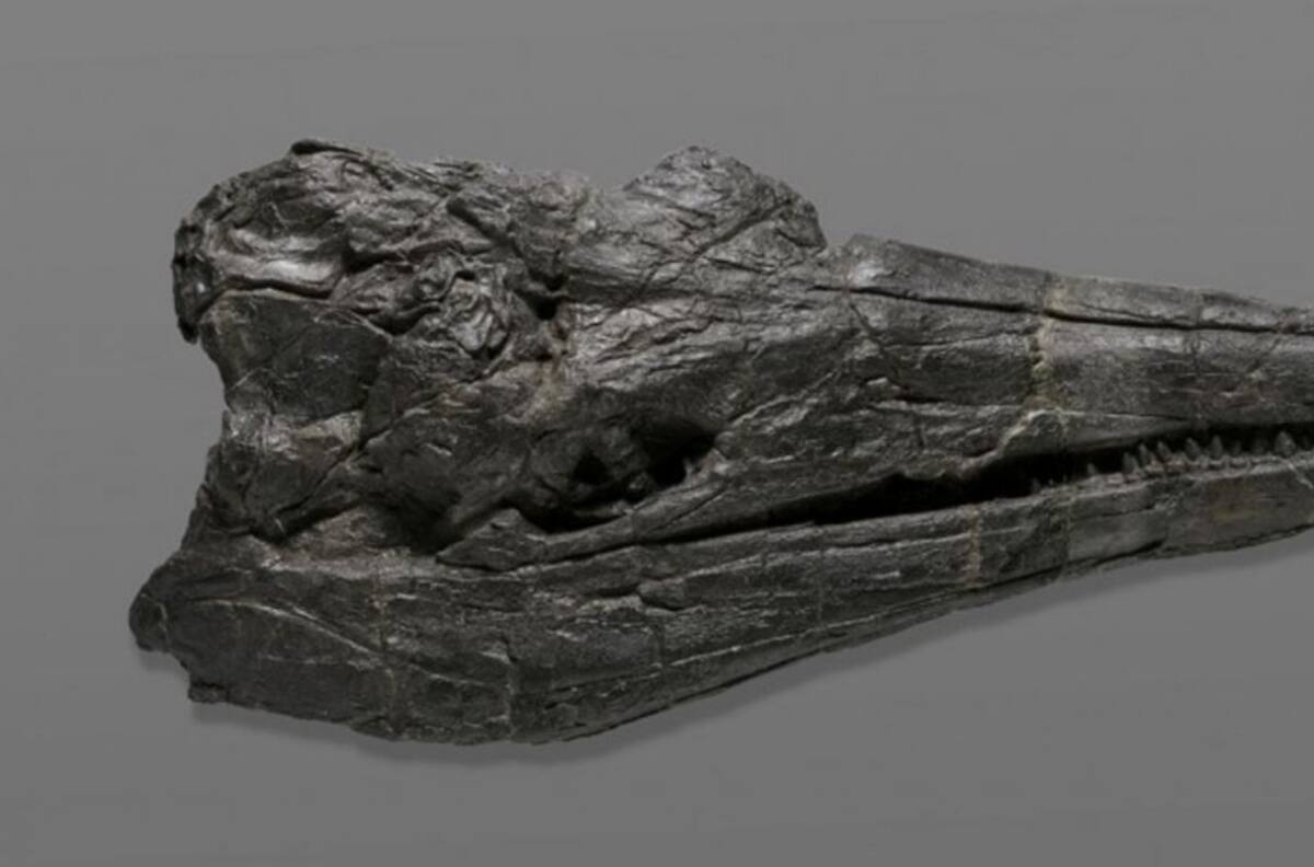 Monstruo marino prehistórico: descubrieron el cráneo del que sería el primer animal gigante de la Tierra