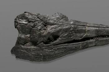 Monstruo marino prehistórico: descubrieron el cráneo del que sería el primer animal gigante de la Tierra
