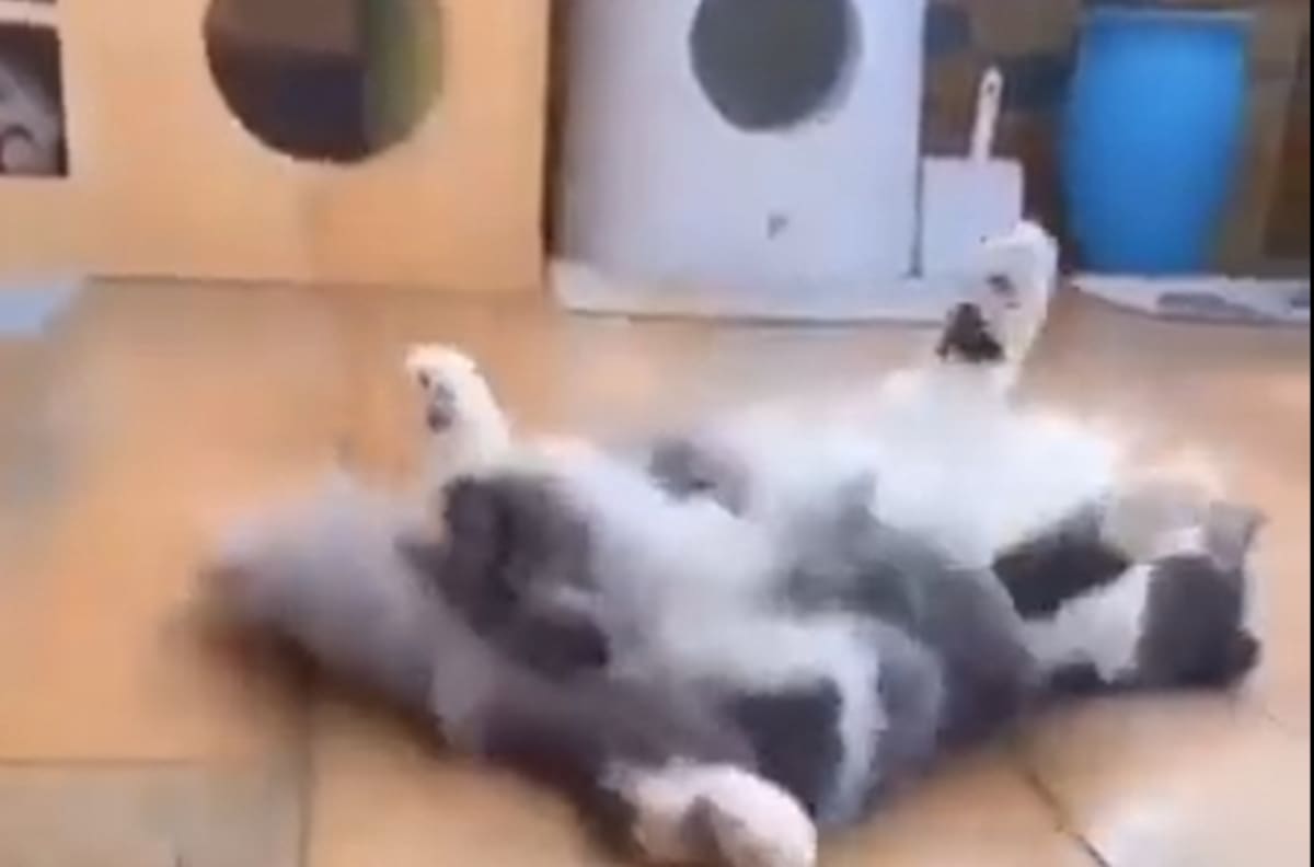VIDEO | ¡No pudo apartar la mirada! Tierno gatito se cae luego de marearse por ver girar un spinner