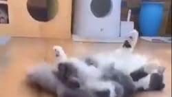 VIDEO | ¡No pudo apartar la mirada! Tierno gatito se cae luego de marearse por ver girar un spinner