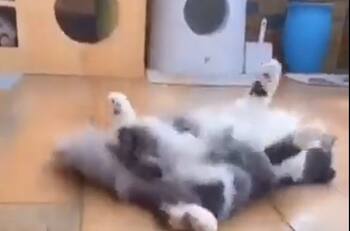 VIDEO | ¡No pudo apartar la mirada! Tierno gatito se cae luego de marearse por ver girar un spinner