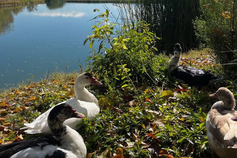 Las entradas no sobrepasan los $5.000.
Créditos: Jardín Macul.