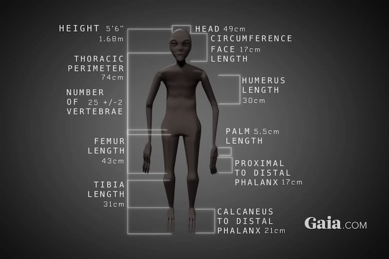 Este es el modelo anatómico de cómo se ve el cuerpo de las supuestas momias extraterrestres.